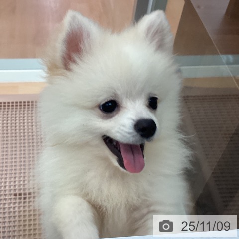 ポメラニアンの写真