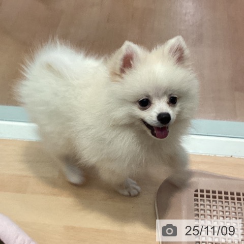ポメラニアンの写真