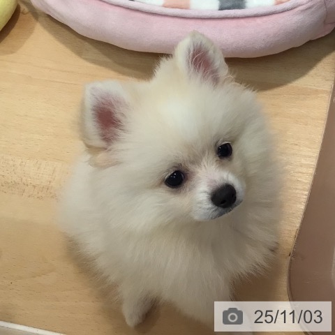 神奈川県のポメラニアン (ペットプラス 海老名店/2025年8月22日生まれ/男の子/クリーム)の子犬の4枚目の画像