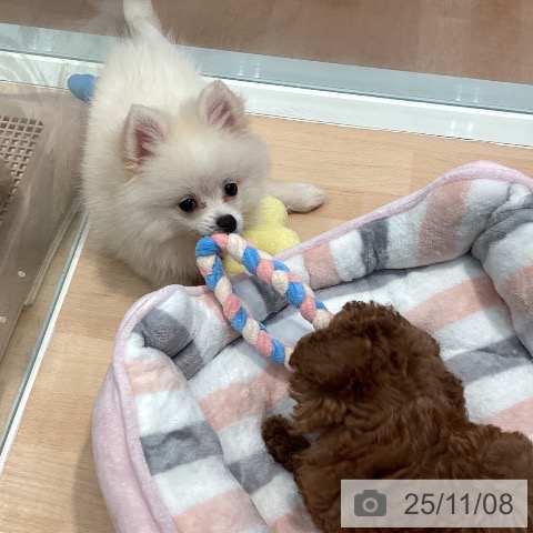 神奈川県のポメラニアン (ペットプラス 海老名店/2025年8月22日生まれ/男の子/クリーム)の子犬の3枚目の画像