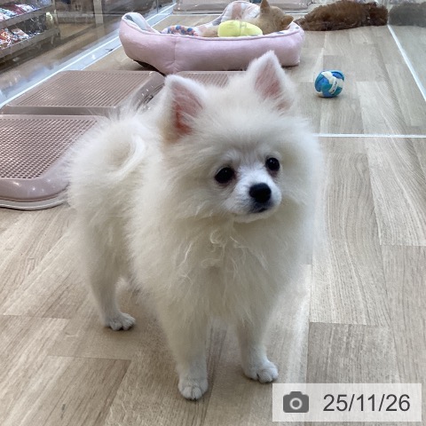 ポメラニアンの写真