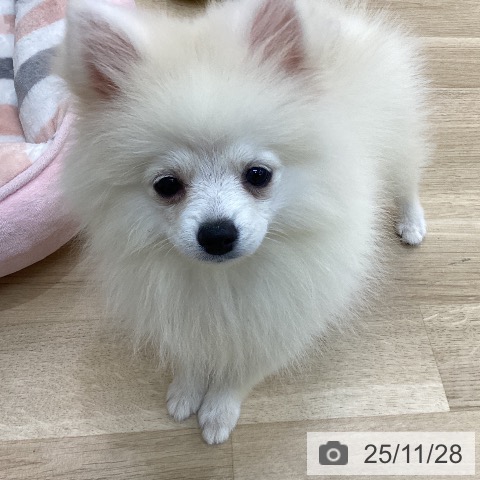 ポメラニアンの写真