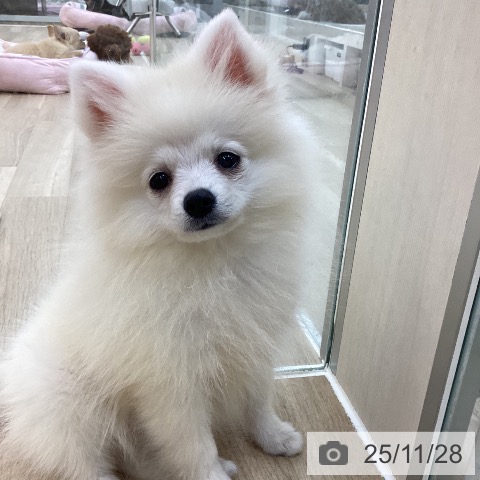 ポメラニアンの写真