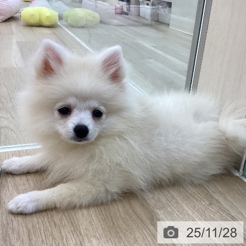 ポメラニアンの写真