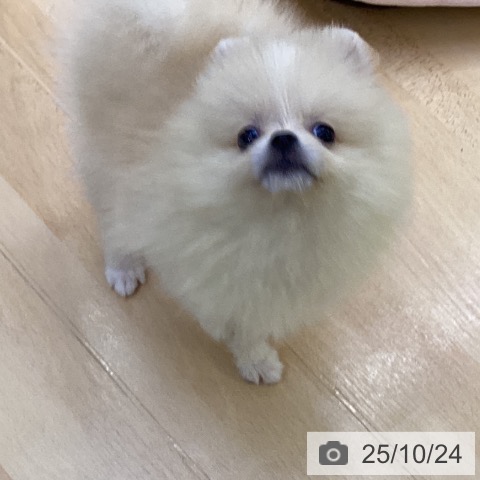 ポメラニアンの写真