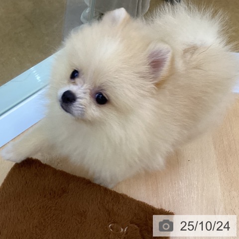 ポメラニアンの写真