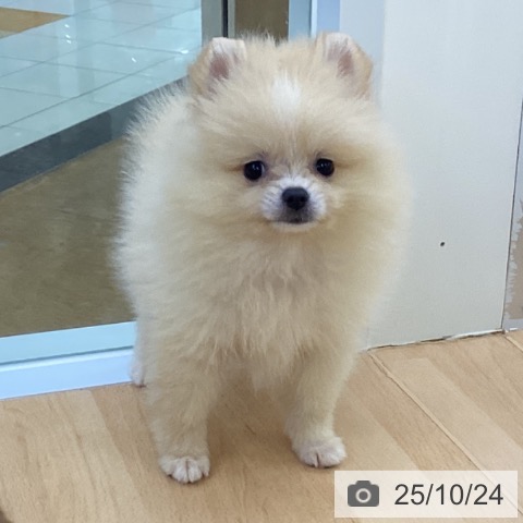 ポメラニアンの写真