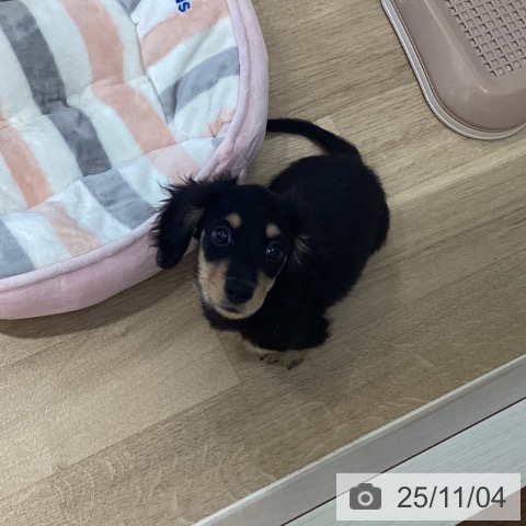 ミニチュア・ダックスフンドの写真