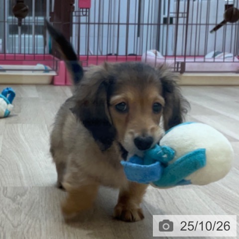 ミニチュア・ダックスフンドの写真