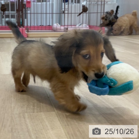 ミニチュア・ダックスフンドの写真