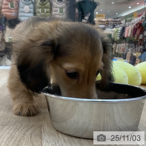 長野県のミニチュアダックスフンド(ロング) (ペットプラス 上田店/2025年8月23日生まれ/男の子/シェーデットレッド)の子犬の3枚目の画像