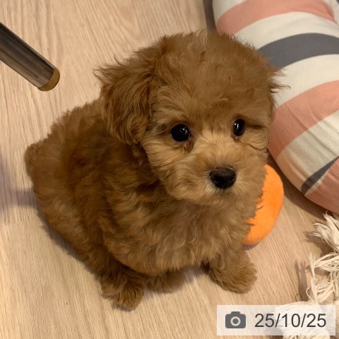 トイ・プードルの写真