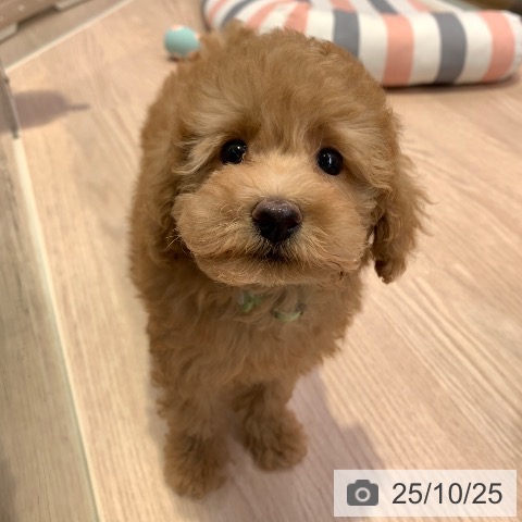 トイ・プードルの写真