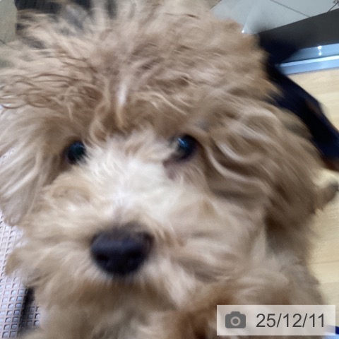 千葉県のトイプードル(トイ) (ペットプラス 八千代緑が丘店/2025年8月22日生まれ/男の子/アプリコット)の子犬の4枚目の画像