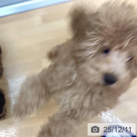 千葉県のトイプードル(トイ) (ペットプラス 八千代緑が丘店/2025年8月22日生まれ/男の子/アプリコット)の子犬の3枚目の画像