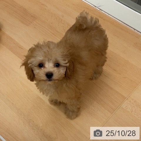 トイ・プードルの写真