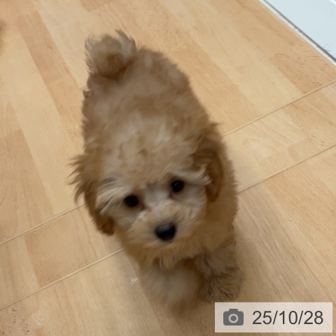 トイ・プードルの写真