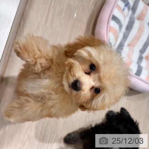 千葉県のトイプードル(トイ) (ペットプラス ユーカリが丘店/2025年8月22日生まれ/女の子/アプリコット)の子犬の4枚目の画像