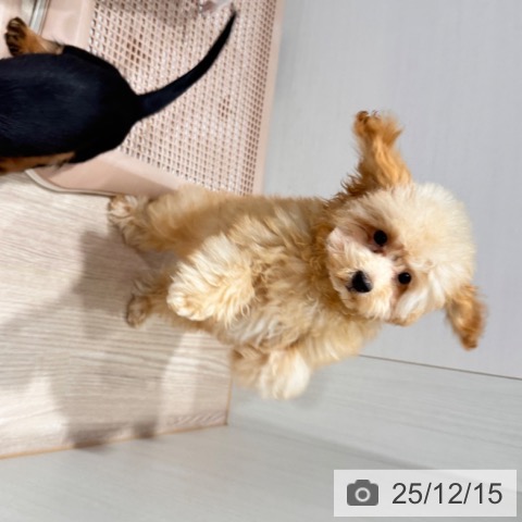 千葉県のトイプードル(トイ) (ペットプラス ユーカリが丘店/2025年8月22日生まれ/女の子/アプリコット)の子犬の4枚目の画像