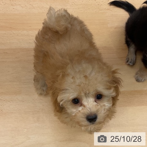 トイ・プードルの写真