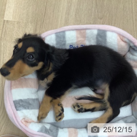 カニーンヘン・ダックスフンドの写真