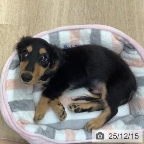 カニーンヘン・ダックスフンドの写真