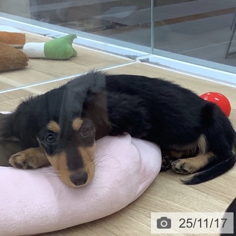 千葉県のカニンヘンダックスフンド(ロング) (ペットプラス 船橋店/2025年8月23日生まれ/男の子/ブラックタン)の子犬の4枚目の画像