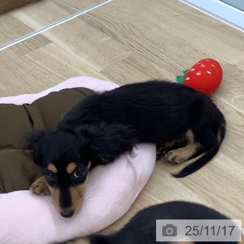 千葉県のカニンヘンダックスフンド(ロング) (ペットプラス 船橋店/2025年8月23日生まれ/男の子/ブラックタン)の子犬の3枚目の画像