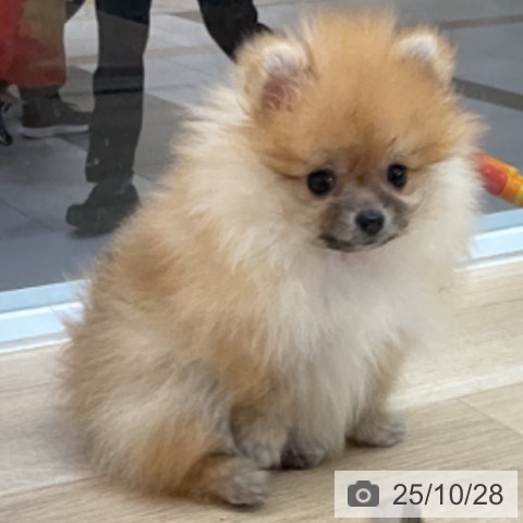 ポメラニアンの写真