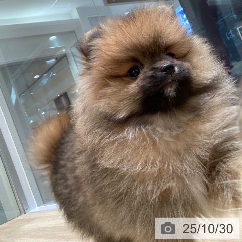山梨県のポメラニアン (ペットプラス 甲府国母店/2025年8月27日生まれ/男の子/オレンジ)の子犬の4枚目の画像