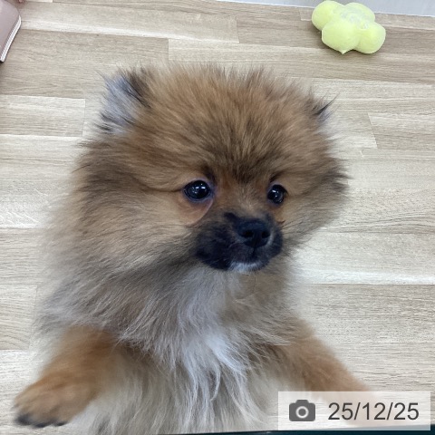 山梨県のポメラニアン (ペットプラス 甲府国母店/2025年8月27日生まれ/男の子/オレンジ)の子犬の3枚目の画像
