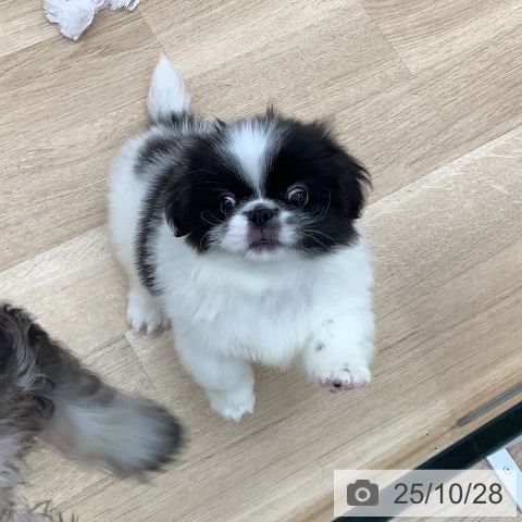 ペキニーズの写真