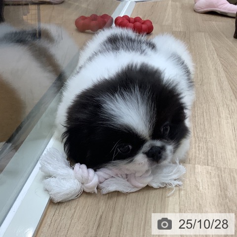 ペキニーズの写真