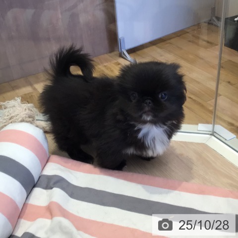 ペキニーズの写真