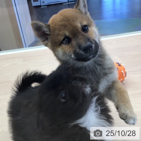 ペキニーズの写真