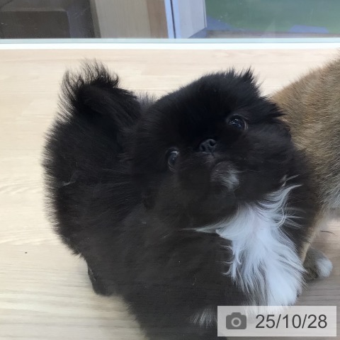 ペキニーズの写真