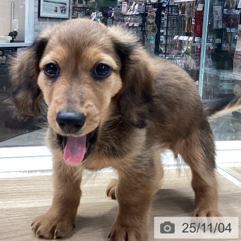 ミニチュア・ダックスフンドの写真