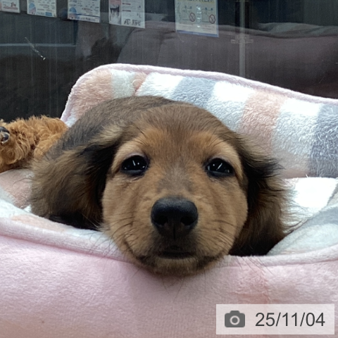 ミニチュア・ダックスフンドの写真