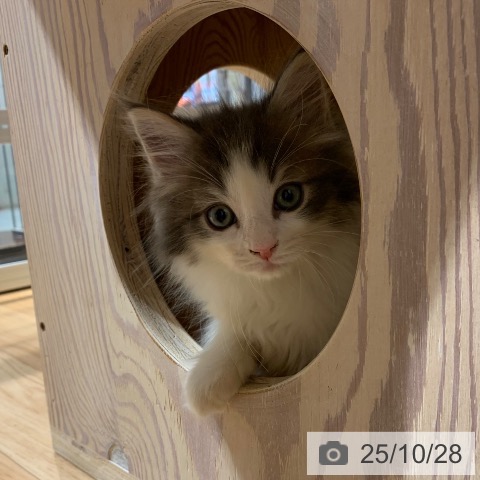 ノルウェージャンフォレストキャットの写真