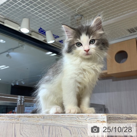 ノルウェージャンフォレストキャットの写真