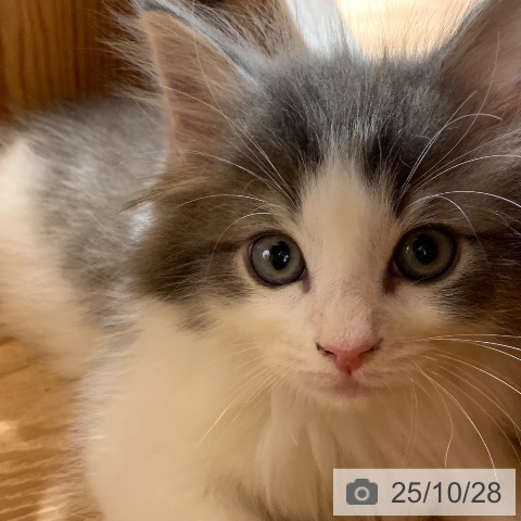 ノルウェージャンフォレストキャットの写真