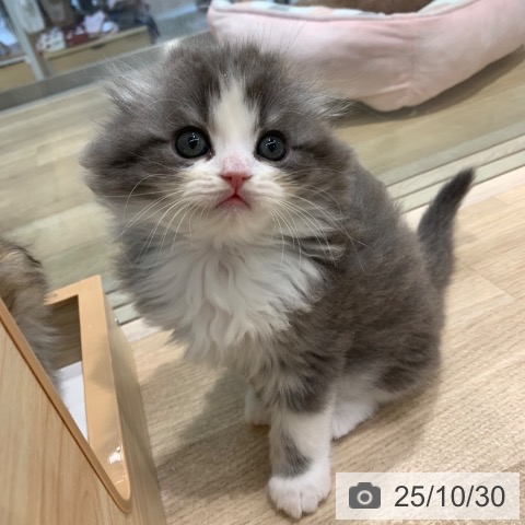 スコティッシュフォールドの写真