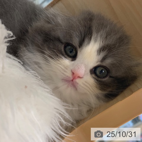 スコティッシュフォールドの写真