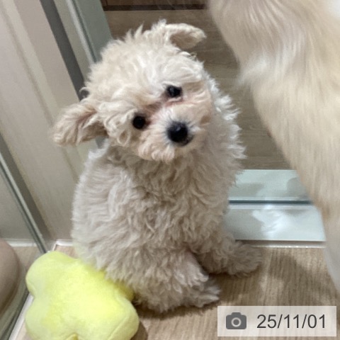 トイ・プードルの写真