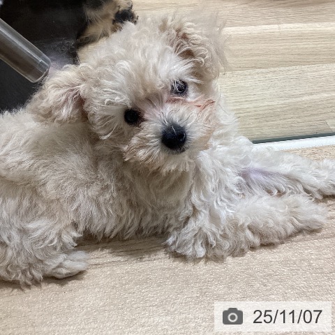 宮城県のトイプードル(トイ) (ペットプラス 名取店/2025年8月24日生まれ/女の子/クリーム)の子犬の4枚目の画像