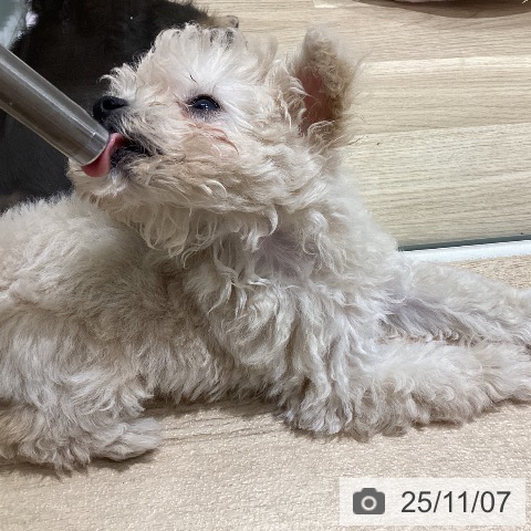 宮城県のトイプードル(トイ) (ペットプラス 名取店/2025年8月24日生まれ/女の子/クリーム)の子犬の3枚目の画像