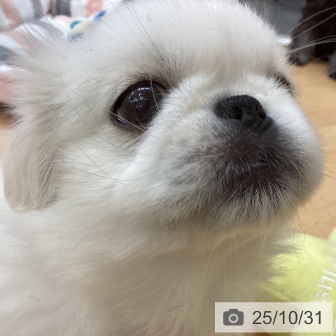ペキニーズの写真
