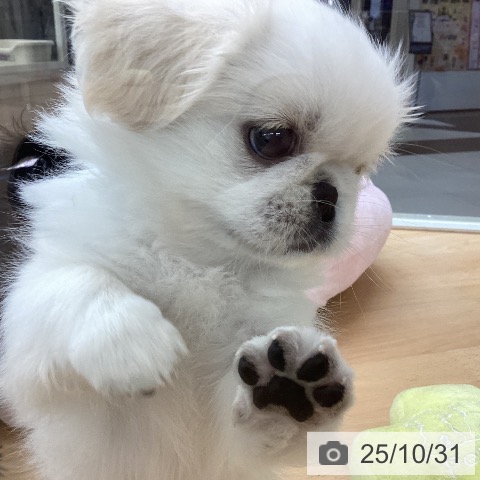 ペキニーズの写真