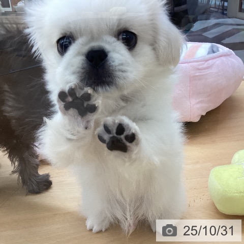 ペキニーズの写真