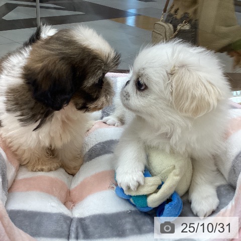 ペキニーズの写真